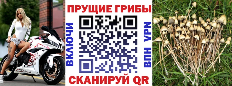 купить закладку  omg ONION  Псилоцибиновые грибы мицелий  Новосиль 